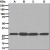 Western Blot: 14-3-3 Antibody (EPR6380) [NBP1-95238] (A) HeLa, (B) SH-SY5Y, (C) Raji, and (D) HepG2 cell lysates using anti-14-3-3.